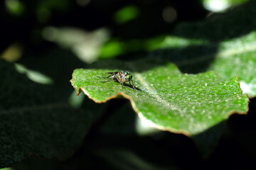 Nature photo of a green long-legged fly on a green leaf - Stockphoto