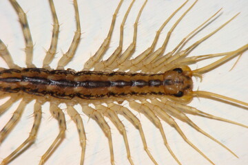 House Centipede (Scutigera coleoptrata)