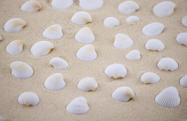 Fototapeta na wymiar On the white sand lies a pink seashell of an unusual shape. Macro photography of a marine theme. The beach is somewhere near the sea or ocean. Sunny day. Vacation or weekend