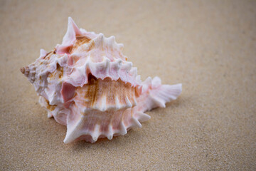 Fototapeta na wymiar On the white sand lies a pink seashell of an unusual shape. Macro photography of a marine theme. The beach is somewhere near the sea or ocean. Sunny day. Vacation or weekend.