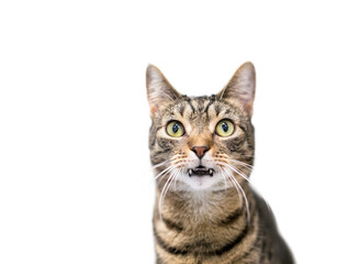 A brown tabby shorthair cat with long fangs