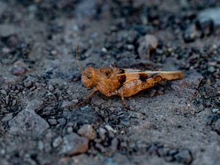 Close-up grasshopper on grey stony ground