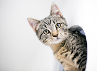 Naklejka na ściany i meble A tabby shorthair kitten peeking out from its cage in an animal shelter