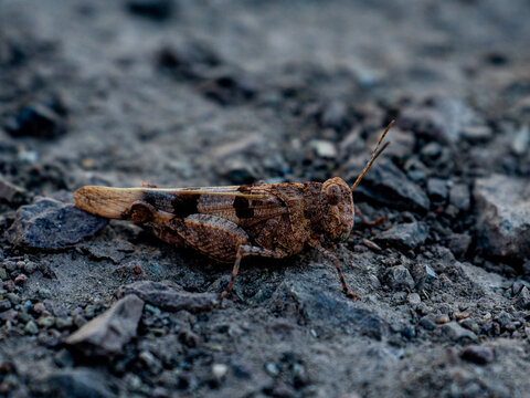 Close-up grasshopper on grey stony ground