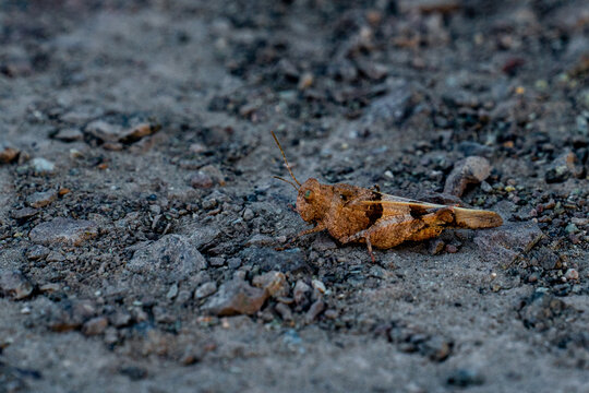 Close-up grasshopper on grey stony ground