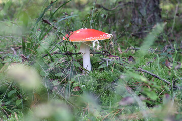 Bright fly agaric among forest vegetation, side view