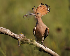Eurasian Hoopoe (Upupa epops) feeding it's chicks captured in flight. Wide wings, typical crest and pray in the beak. Hunting insect, lizard, gecko, spiders, grub, maggot and worms