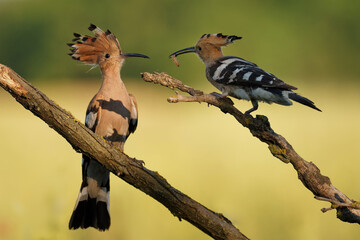 Eurasian Hoopoe (Upupa epops) feeding it's chicks captured in flight. Wide wings, typical crest and pray in the beak. Hunting insect, lizard, gecko, spiders, grub, maggot and worms