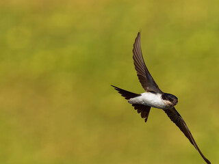 Common House-Martin - Delichon urbicum black and white flying bird eating and hunting insects, also called northern house martin, swallow family, breeds in Europe, north Africa