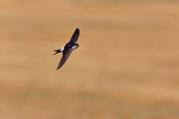 Common House-Martin - Delichon urbicum black and white flying bird eating and hunting insects, also called northern house martin, swallow family, breeds in Europe, north Africa