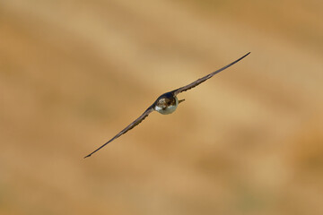 Common House-Martin - Delichon urbicum black and white flying bird eating and hunting insects, also called northern house martin, swallow family, breeds in Europe, north Africa