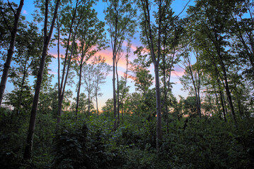 In einem Wald mit Blick in Richtung Sonnenuntergang