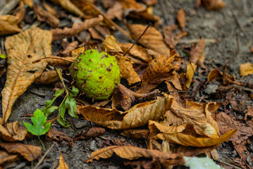 herabgefallene Kastanie zwischen alten Blättern