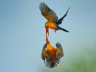 Stork-billed Kingfisher (Pelargopsis capensis) - tree kingfisher distributed in the tropical Indian...