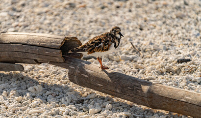  Galapagos - Genovesa - Bahia Darwin - Galapagos Dove