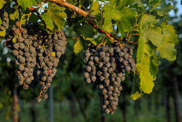 rote Weintrauben im Weingarten bei Abendlicht des Sonnenunterganges