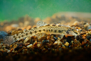 Golden Spined Loach - Sabanejewia balcanica is a genus of ray-finned fish in the family Cobitidae. Very similar (the same look) as Romanian, Balkan, Aral, Italian, Caspian, Carpathian Golden Loach.