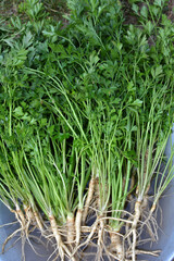 Harvested parsley with leaves and roots.