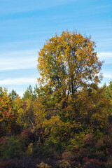 Obraz premium autumn in the park