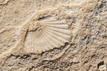 Shell fossil embedded in rock. On the beach of Rodalquilar, Cabo de Gata. Spain.
