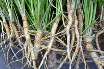 Harvested parsley with leaves and roots.