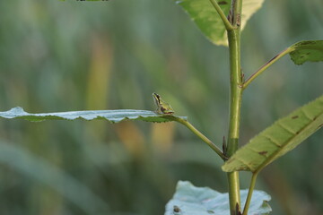 Frog Looking up From it's high leaf