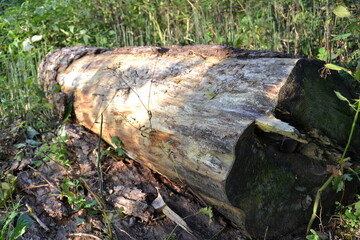 stump in the woods