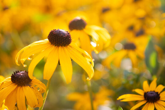 Yellow Black Eyed Susan Flowers