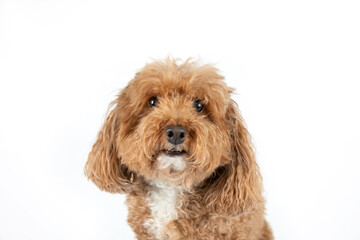 Cute small mixed Breed Bichon poodle Bichpoo breed dog with curly and fluffy red hair isolated on a white background with copy space