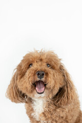 Yawning cute small mixed Breed Bichon poodle Bichpoo breed dog with curly and fluffy red hair isolated on a white background with copy space