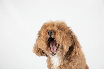 Yawning cute small mixed Breed Bichon poodle Bichpoo breed dog with curly and fluffy red hair isolated on a white background with copy space