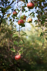 Apple Tree Branch