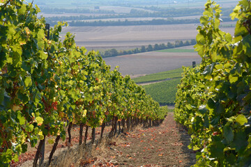 weinberg bei ensheim, rheinhessen