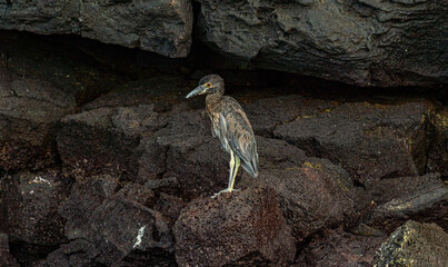  Galapagos - Genovesa - La Barranco - Heron