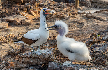 Galapagos - Genovesa - La Barranco - Nazca Booby and chick