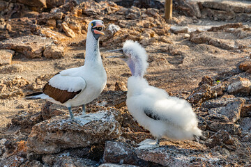 Galapagos - Genovesa - La Barranco - Nazca Booby and chick