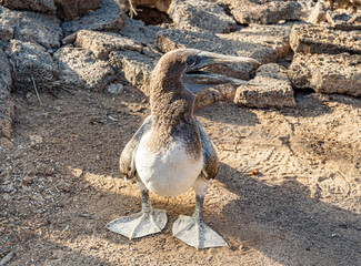 Galapagos - Genovesa - La Barranco - Nazca Booby juvenile