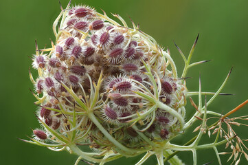 Wilde Möhre (Daucus carota )