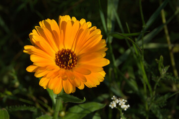 Yellow flower in the meadow on a sunny summer day.