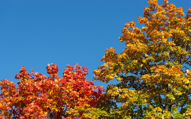Autumn background with crowns of maples with red and yellow leaves against a blue sky. Сopy space