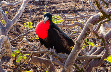  Galapagos - Genovesa - La Barranco - Frigate Bird