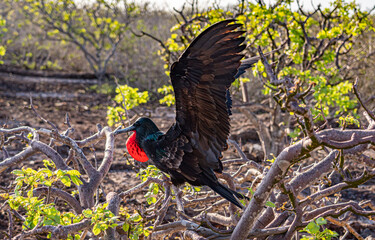  Galapagos - Genovesa - La Barranco - Frigate Bird