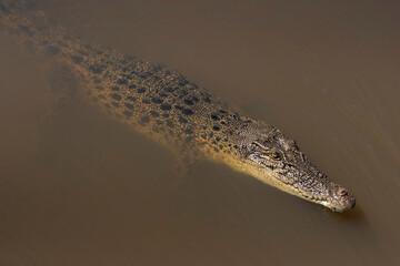 A Wild Salt Water Crocodile in Australia