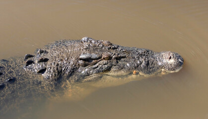 A Portrait of an Australian Salt Water Crocodile