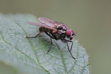 Fliege