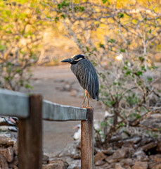 Galapagos - Genovesa - La Barranco - Yellow-crowned night heron