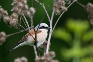red-backed shrike (Lanius Collurio).