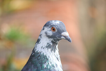 Close up photo of pigeon