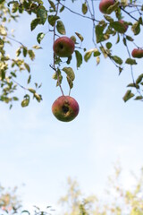 Apple Fruits On Apple Tree