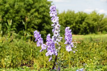 Obraz premium lilac, pink with a yellow center, Delphinium flower grows in the garden, looks like a bell.